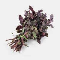 سبزی ریحان بنفش