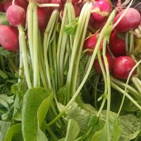 سبزی ترب پاک شده یک کیلوگرم