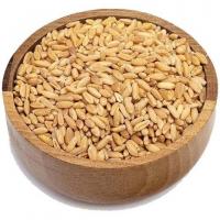 دانه گندم کامل مخصوص پرندگان