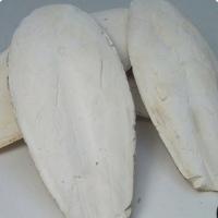 پودر کف دریا