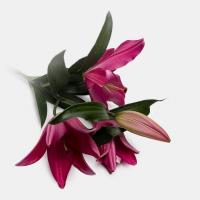 لیلیوم اورینتال قرمز