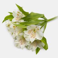 آلسترومریا سفید