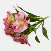 آلسترومریا صورتی