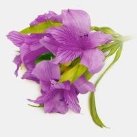 آلسترومریا بنفش