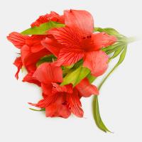 آلسترومریا قرمز