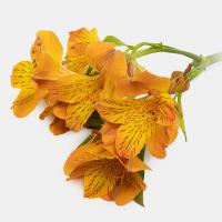 آلسترومریا نارنجی