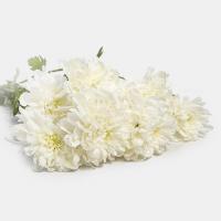 دسته گل داوودی سفید