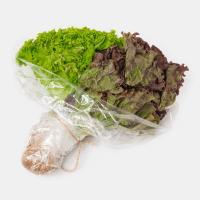 کاهو فرانسوی 