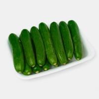 خیار بوته ای