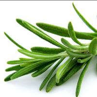 سبزی رزماری 