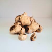 سیر سیاه