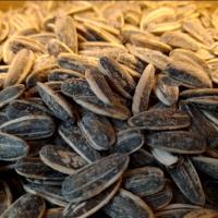 تخمه آفتابگردان دور سفید درجه یک