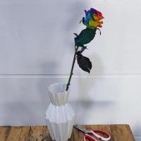رز هلندی هفت رنگ