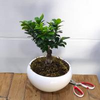 گلدان بن سای فیکوس جنسینگ