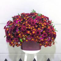 باکس گل بابونه
