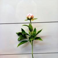 پیونی سفید