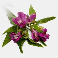 آلسترومریا بنفش