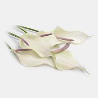 گل آنتریوم سفید