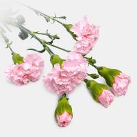 دسته گل میخک صورتی