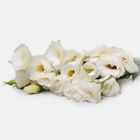 دسته گل لیسیانتوس سفید