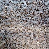 مویز ممتاز درشت