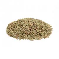 گل اورِگانو