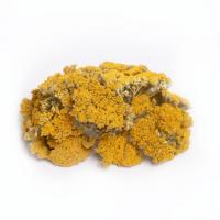 گیاه بومادران خشک