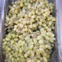 انگور بیدانه زرد ارومیه