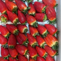 توت فرنگی گلخانهای ممتاز