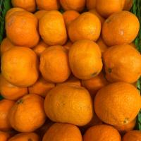 نارنگی آبگیری