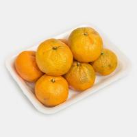 نارنگی انشو ممتاز