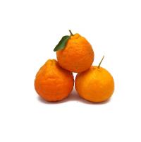 نارنگی جنوب درجه 2