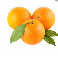 پرتقال جنوب