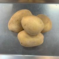 سیب زمینی درشت