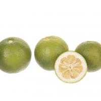 نارنج درجه 1