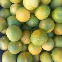 پرتقال جنوب درجه 2