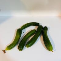 خیار بوته ای درهم