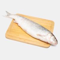 ماهی سفید دریایی درشت