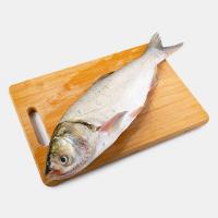 ماهی قزل آلا سالمون