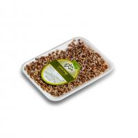 جوانه عدس چهل چمن