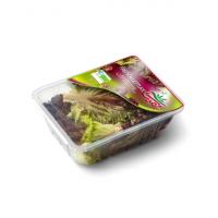 کاهو فرانسوی بامیکا