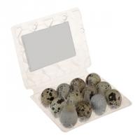 تخم بلدرچین