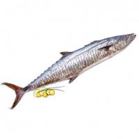 ماهی شیر اصلی