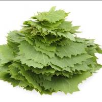 برگ مو