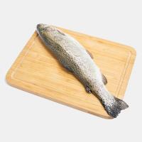 ماهی قزل آلا