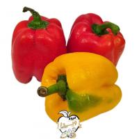 فلفل دلمه رنگی ممتاز