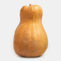 کدو حلوایی ترکیه ای 