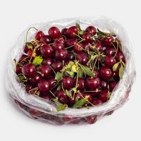 آلبالو درجه 2