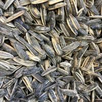 تخمه افتاب گردان دور سفید