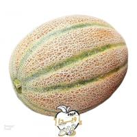 طالبی شاه پسند